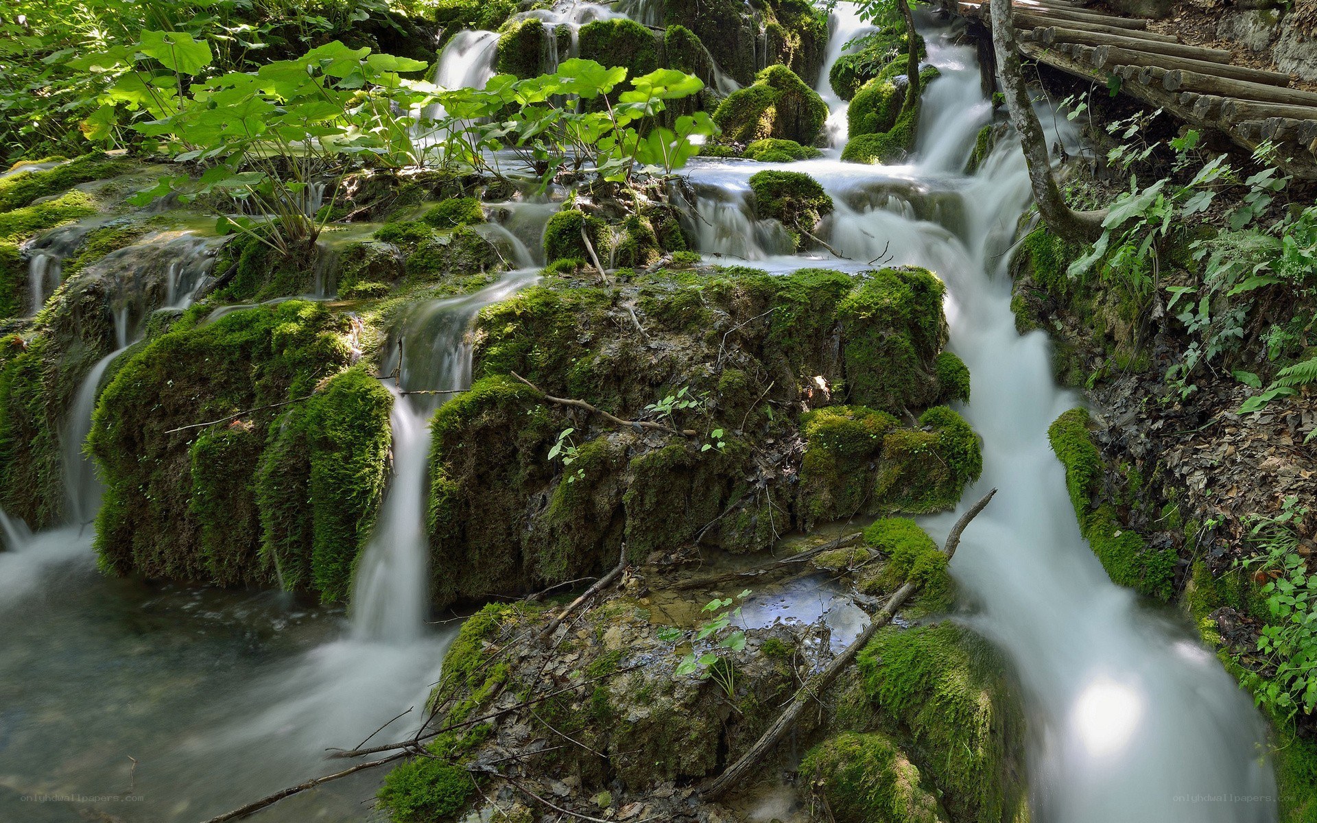 Mossy waterfall in forest