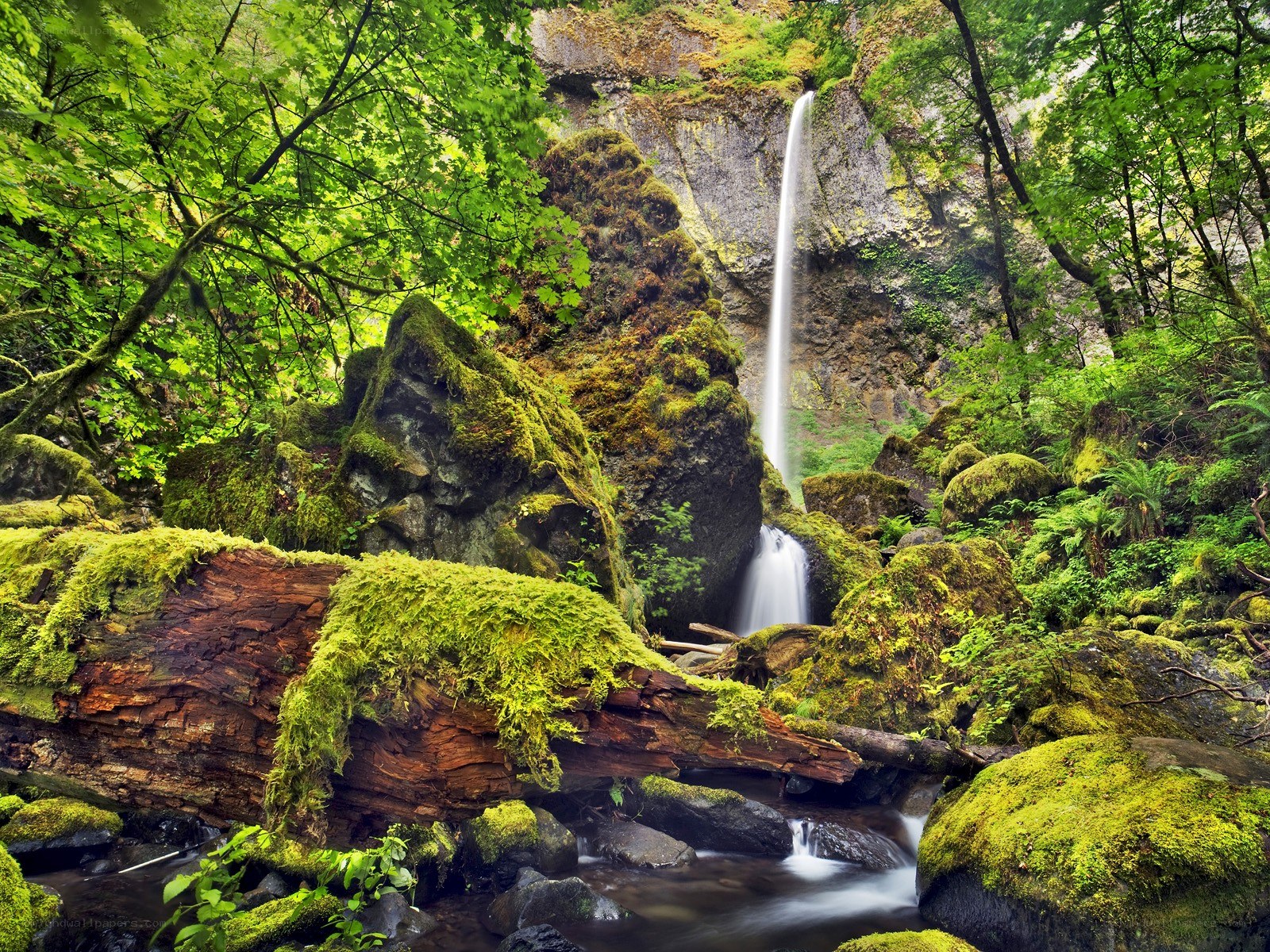 Mossy waterfall in forest