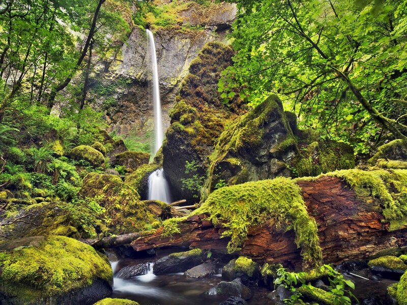 Mossy waterfall in forest