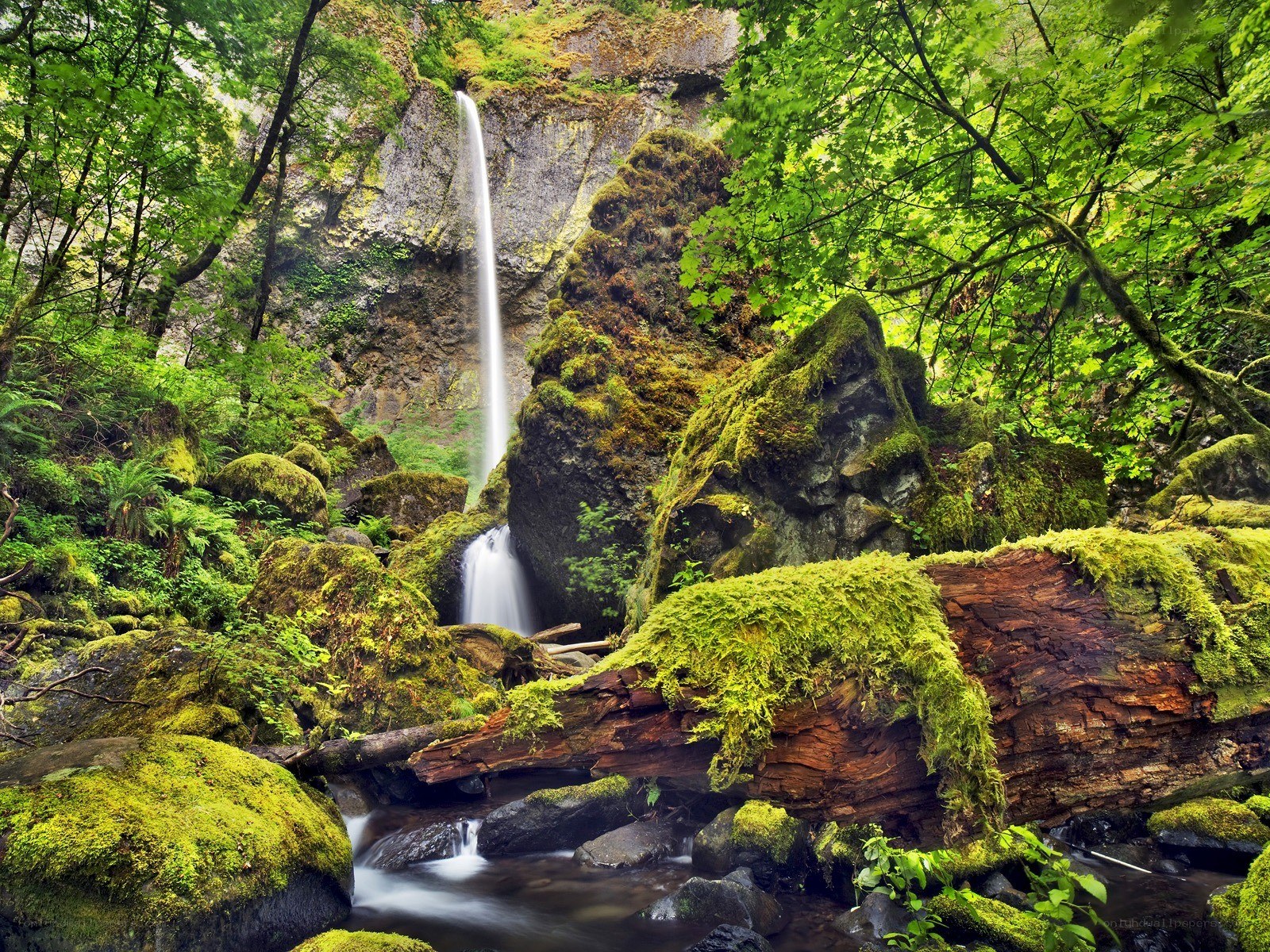 Mossy waterfall in forest