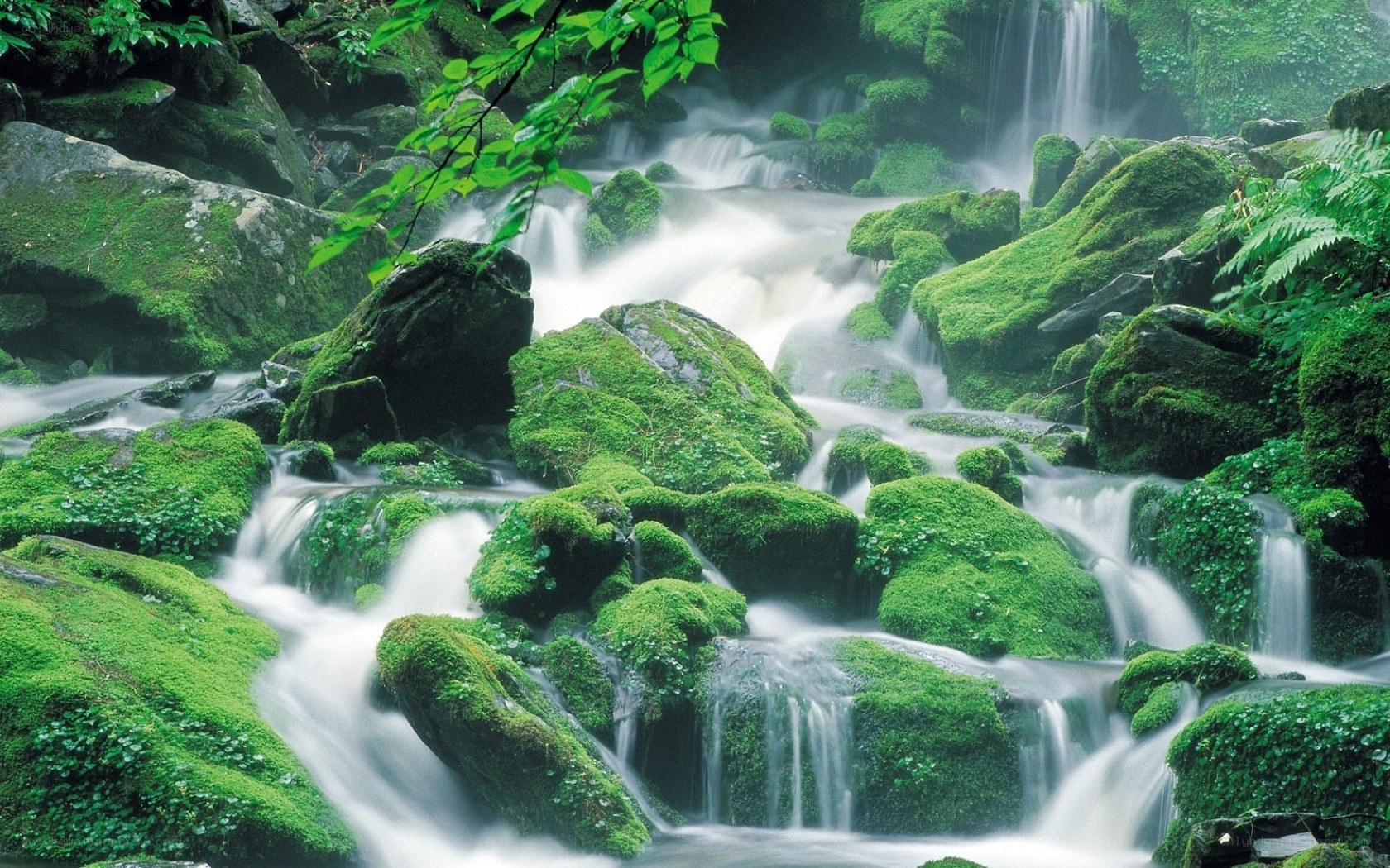 Mossy waterfall in forest