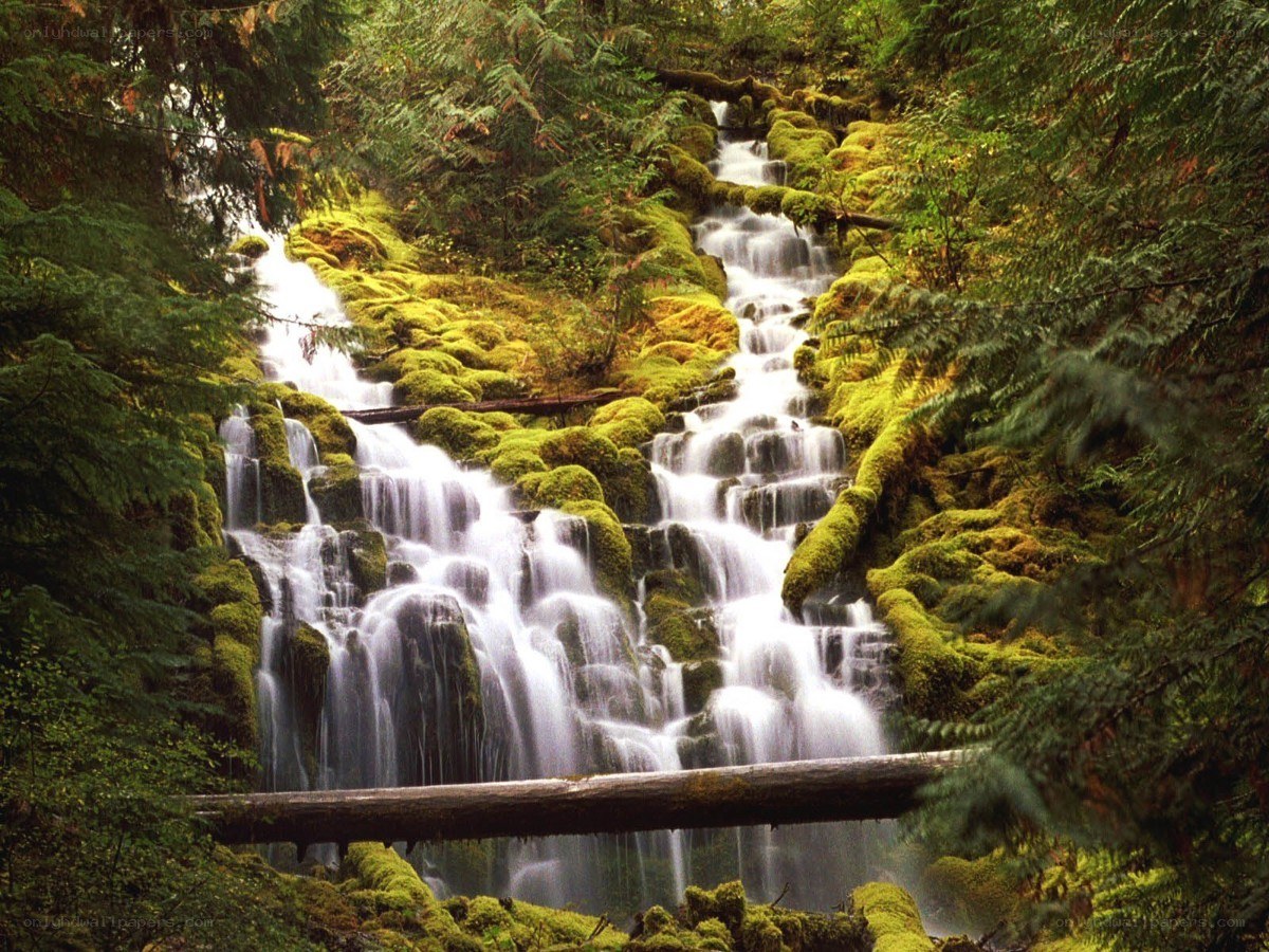 Mossy waterfall in forest