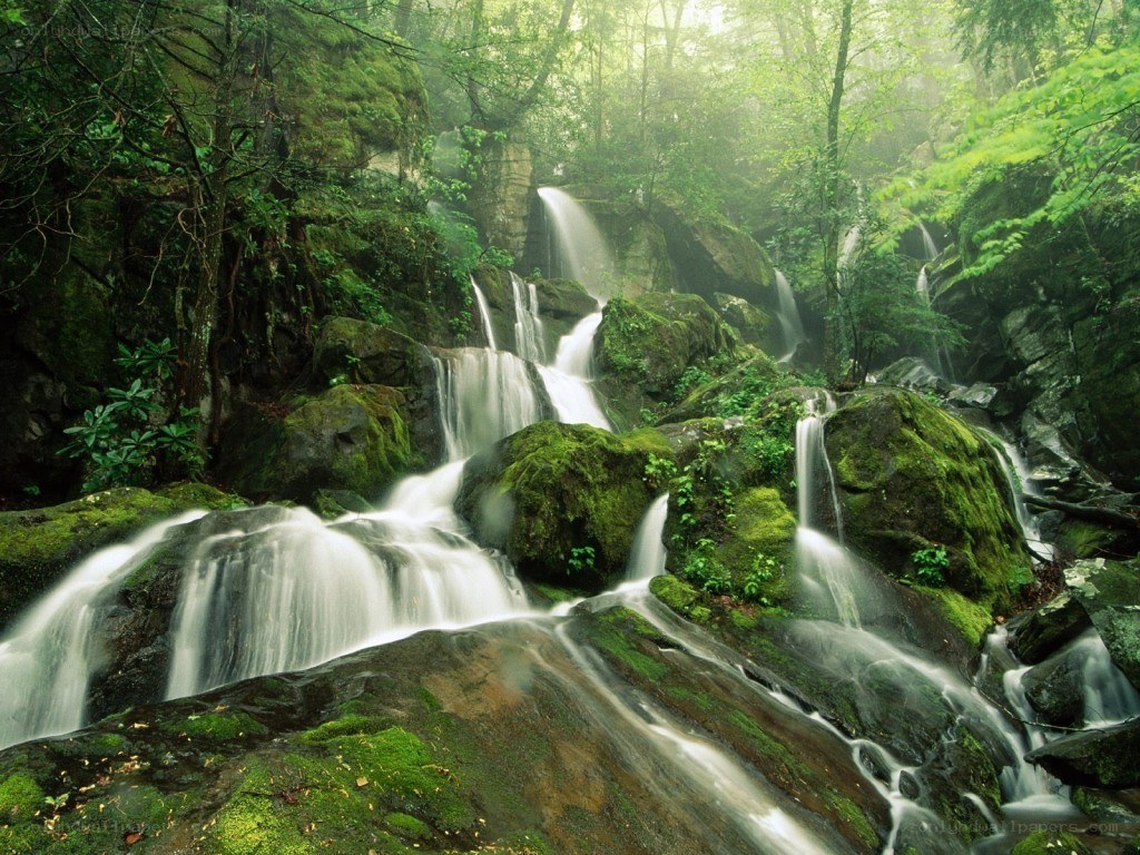 Mossy waterfall in forest