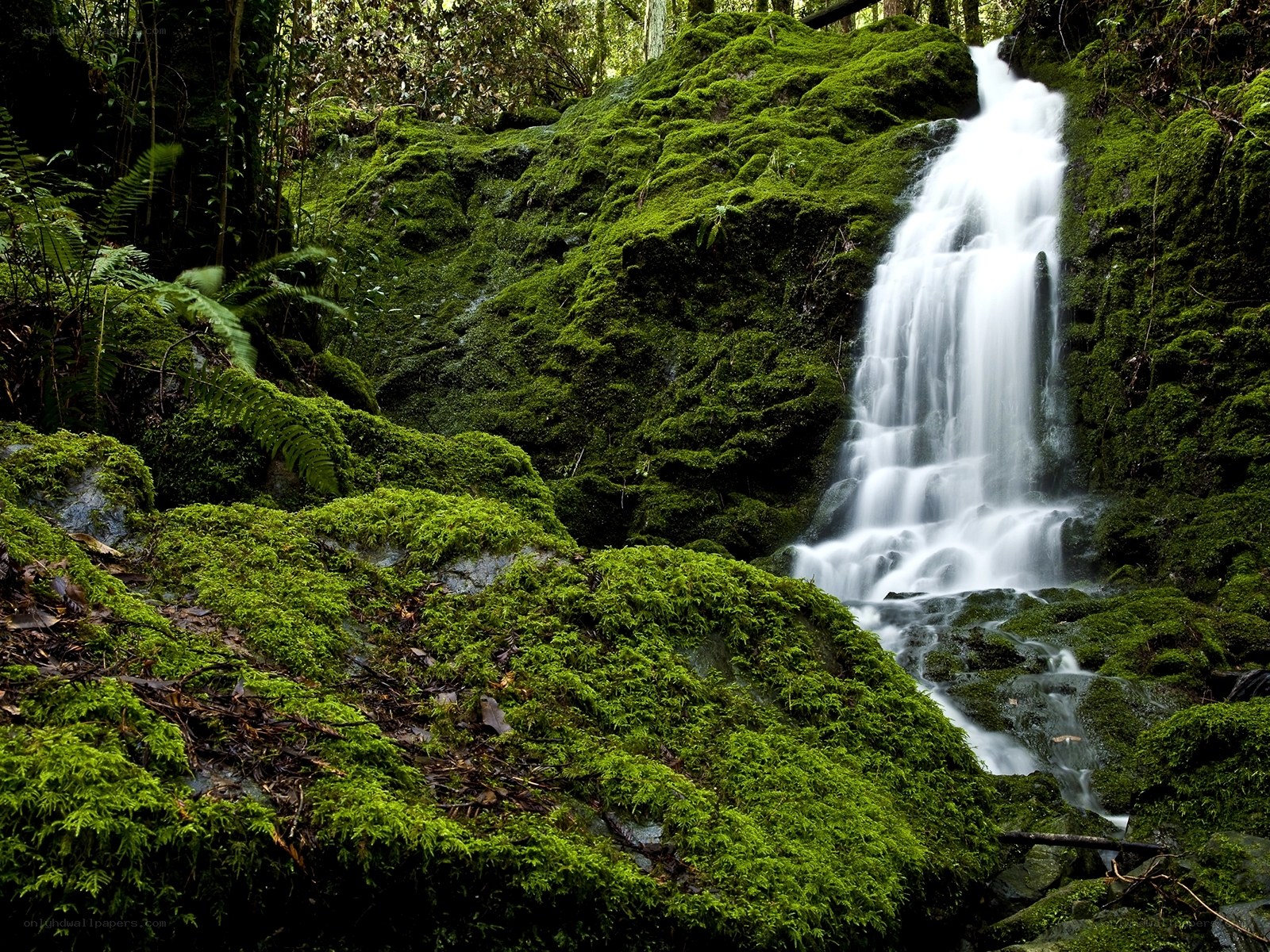 Mossy waterfall in forest