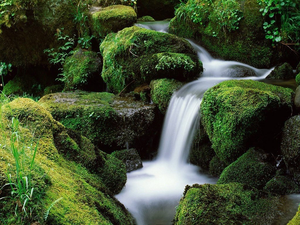 Mossy waterfall in forest