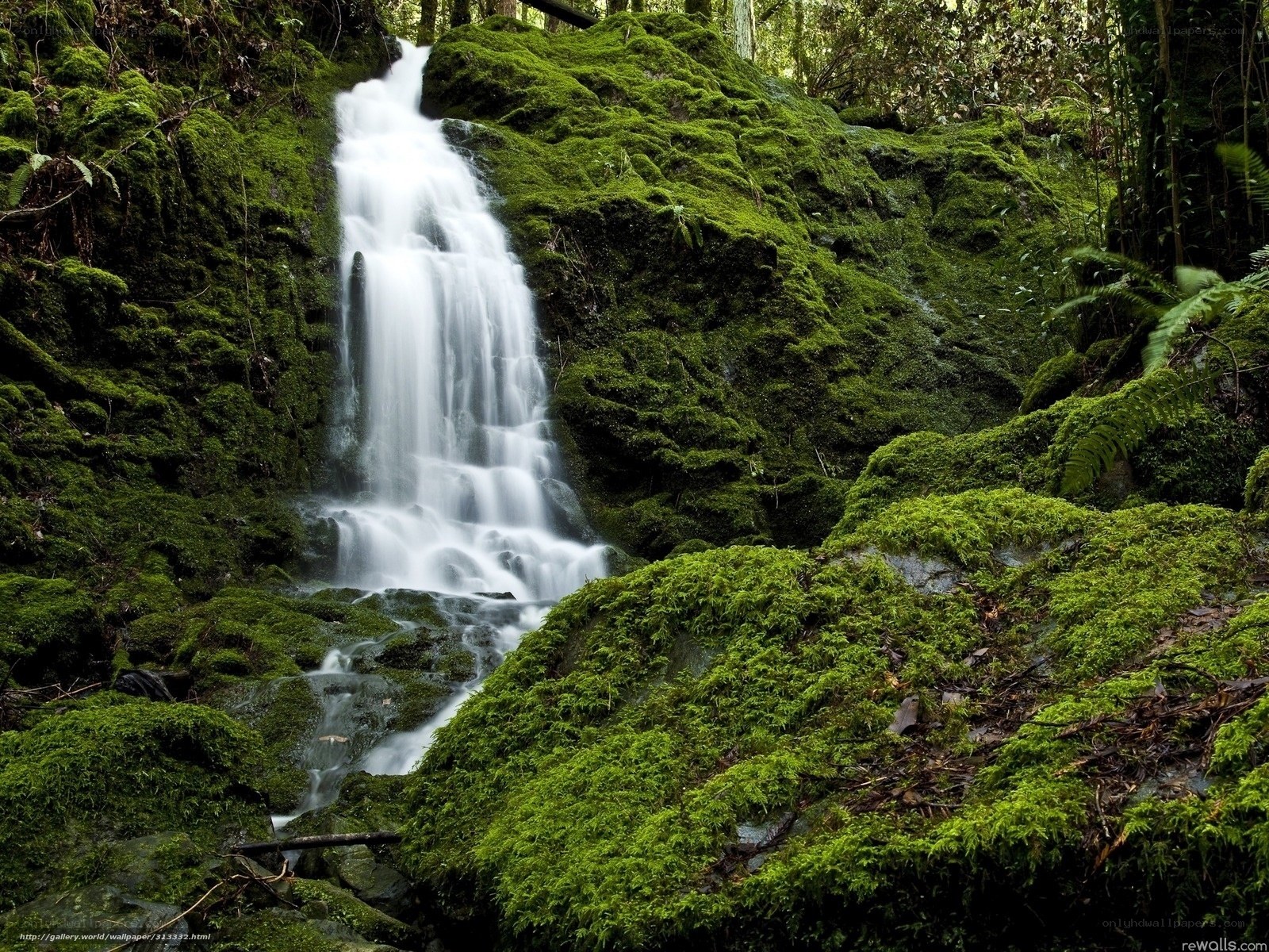 Mossy waterfall in forest