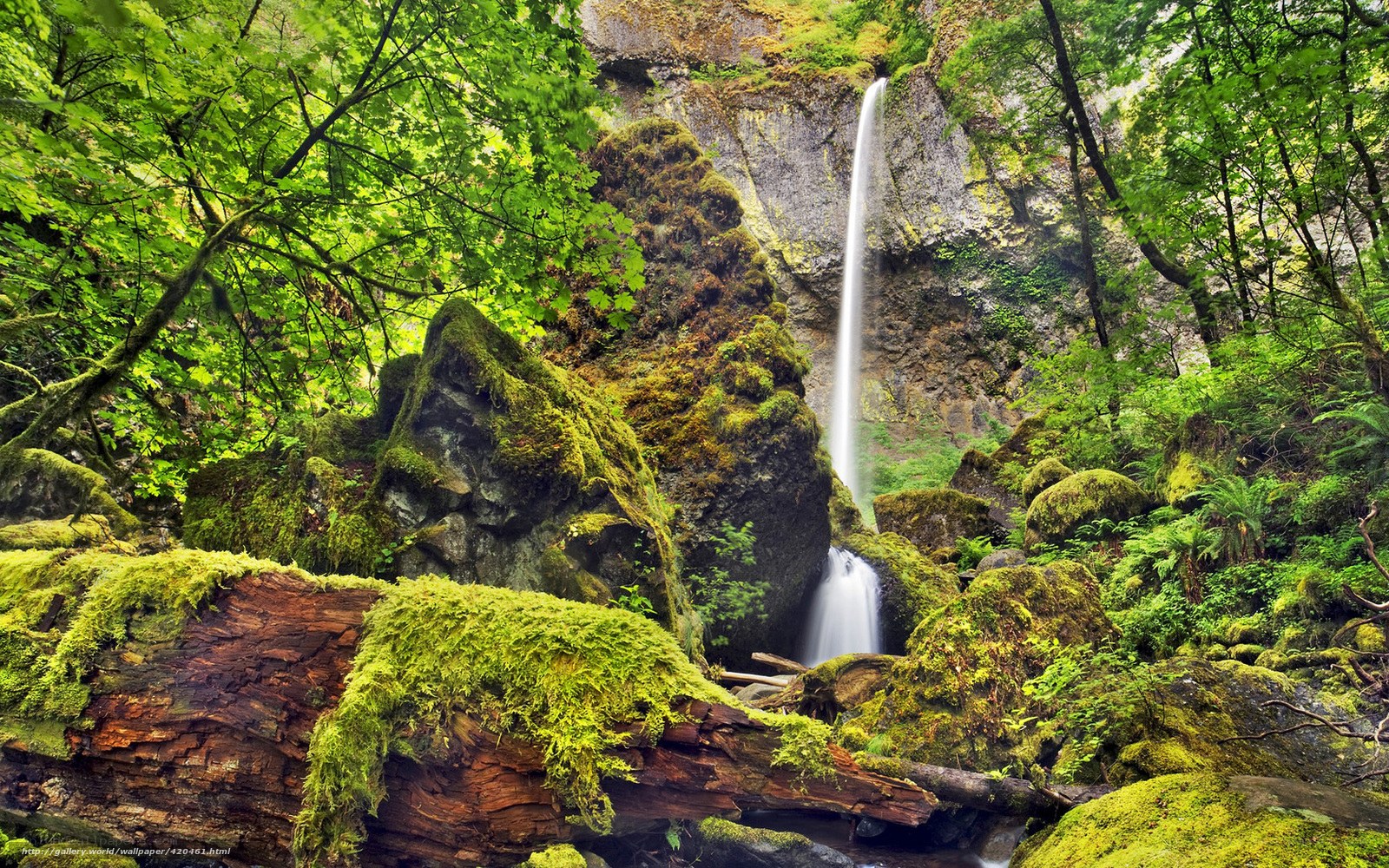 Mossy waterfall in forest