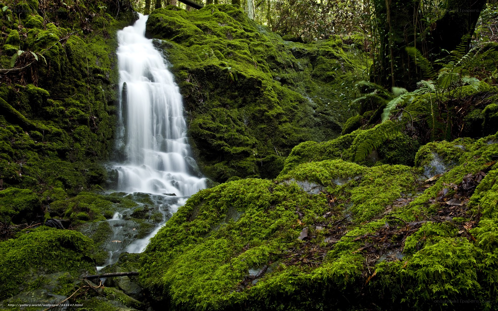Mossy waterfall in forest