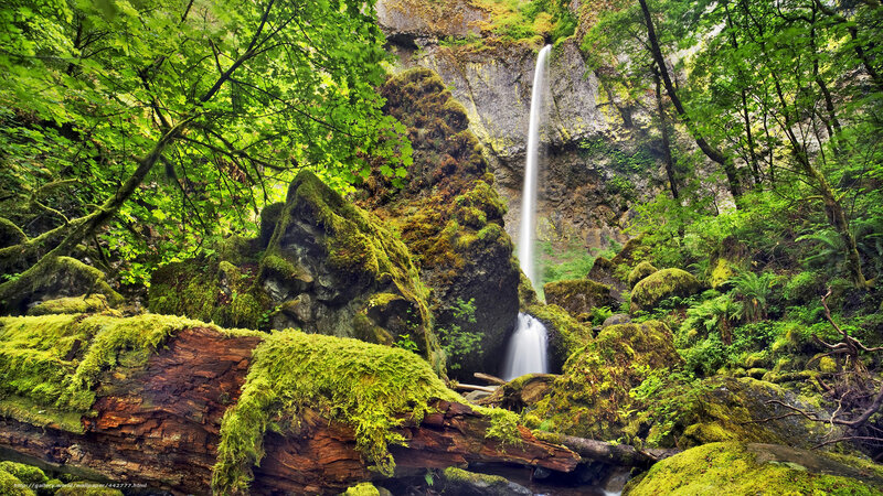 Mossy waterfall in forest