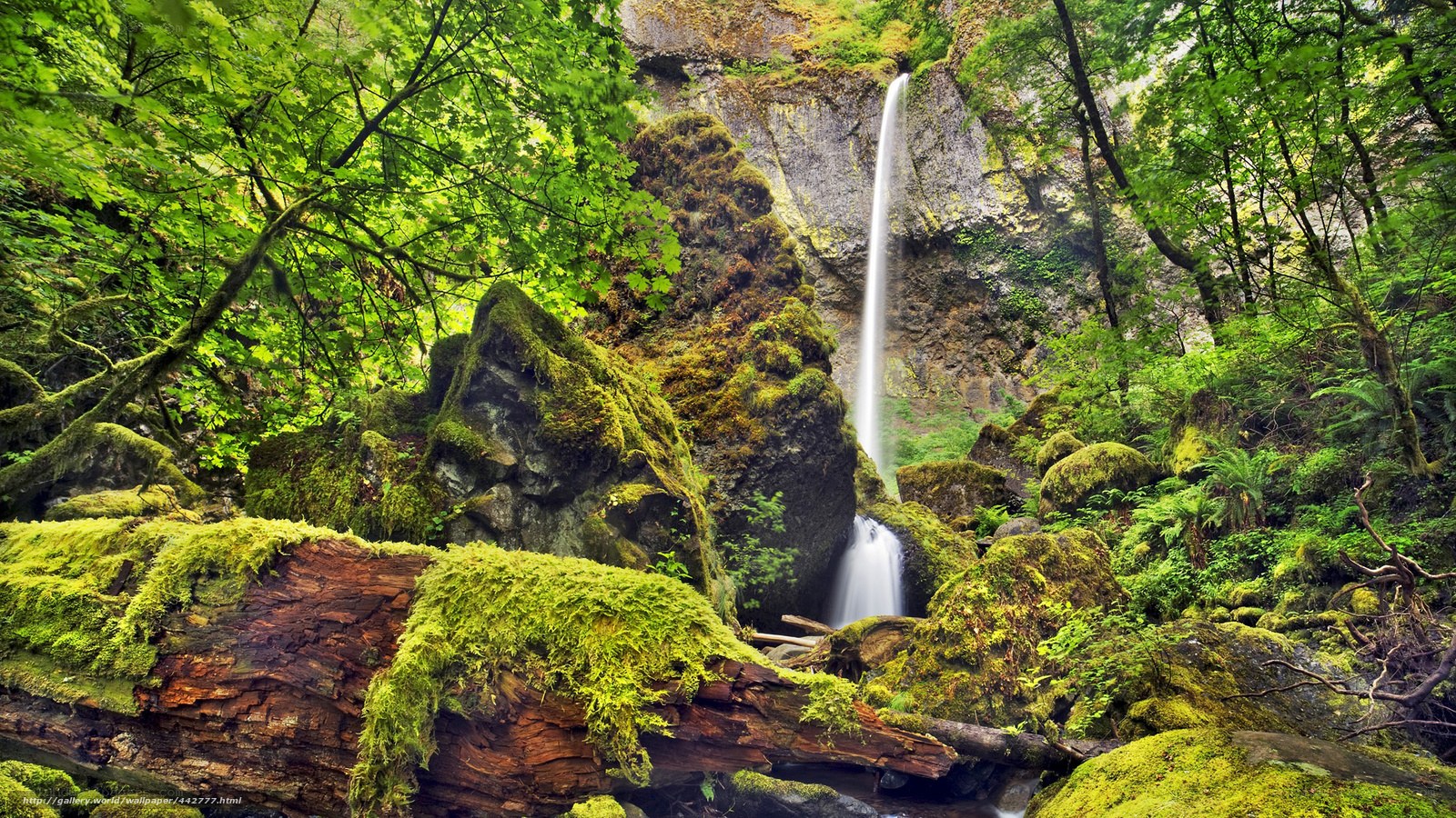Mossy waterfall in forest