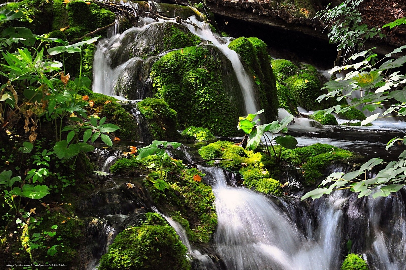 Mossy waterfall in forest