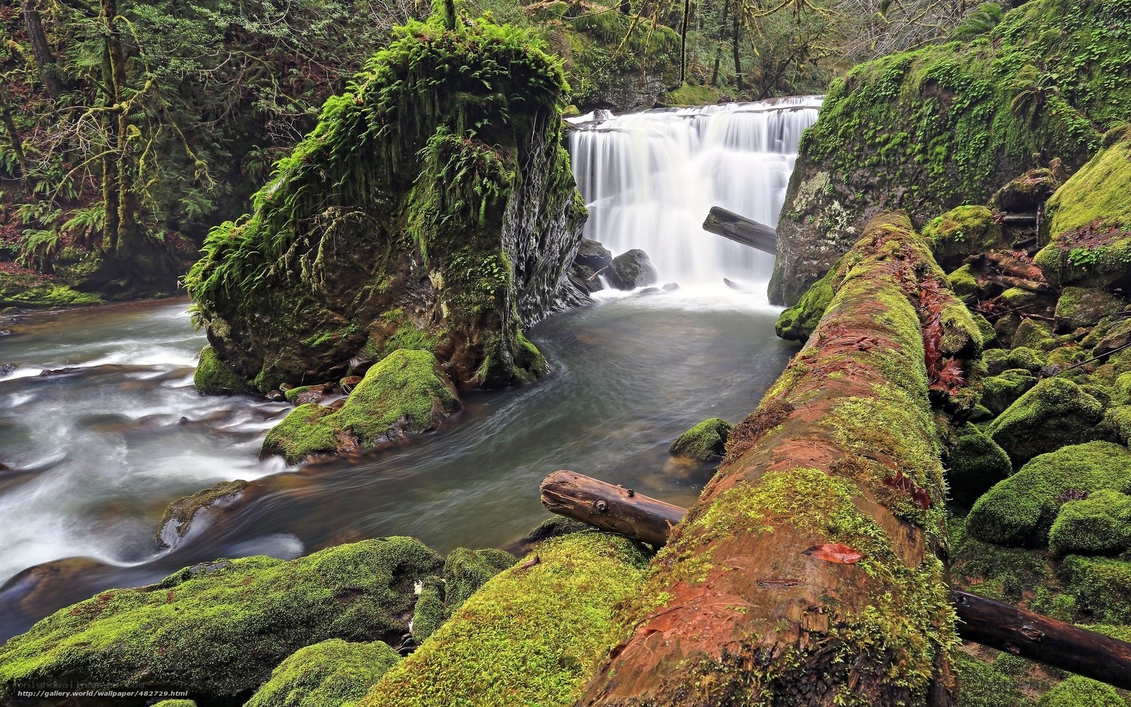 Mossy waterfall in forest