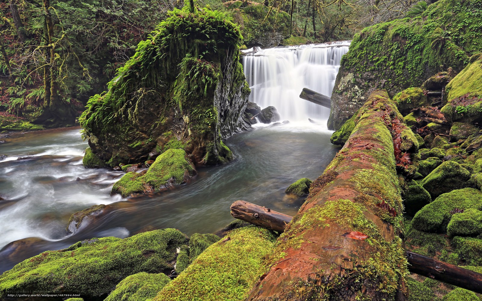 Mossy waterfall in forest