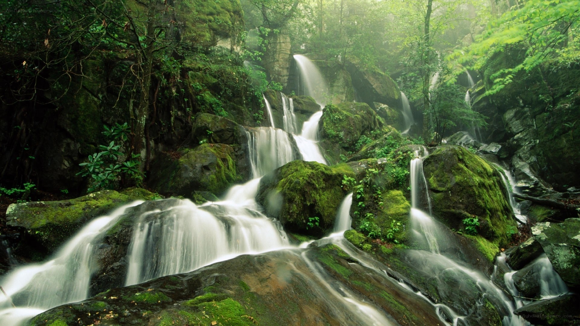 Mossy waterfall in forest