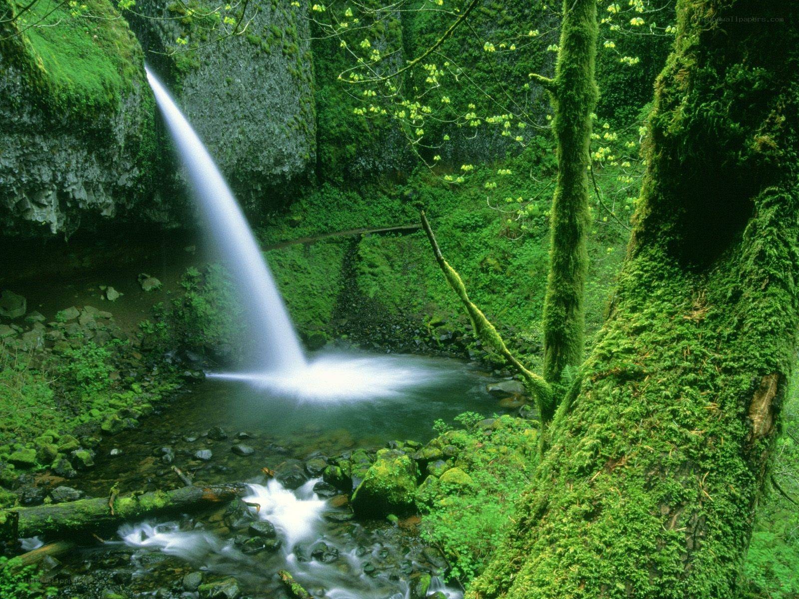 Mossy waterfall in forest