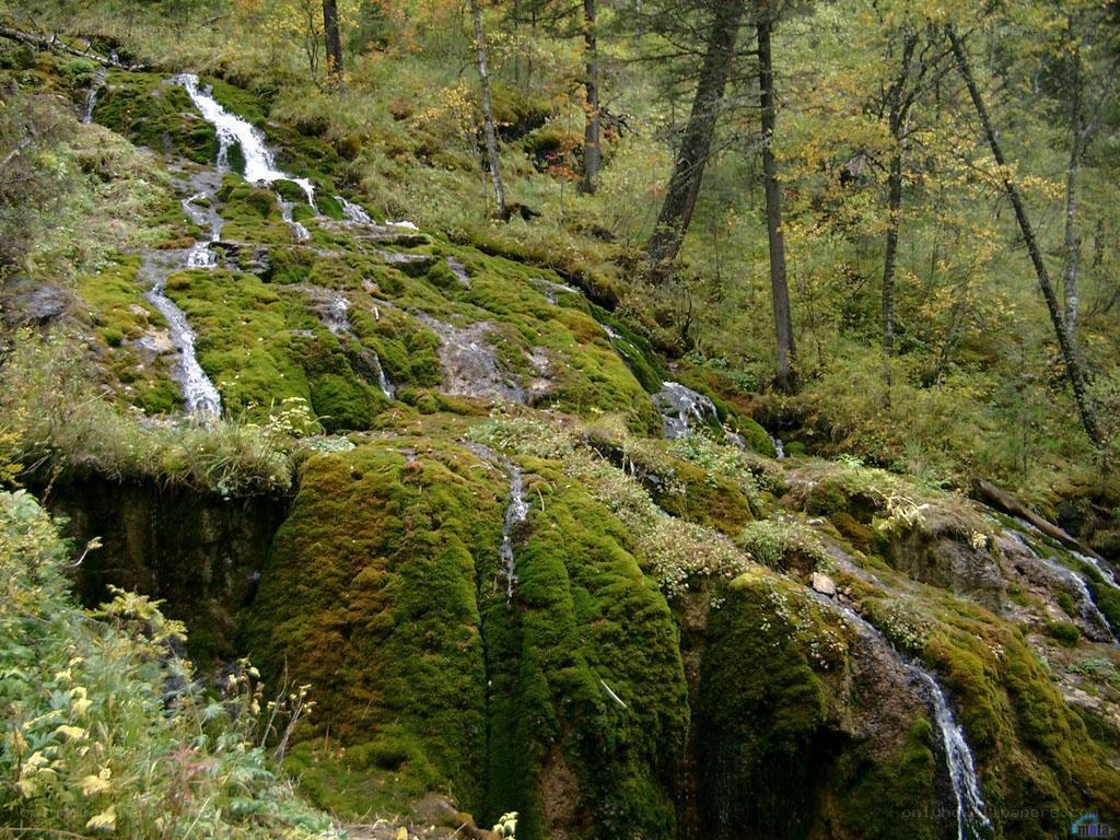 Mossy waterfall in forest
