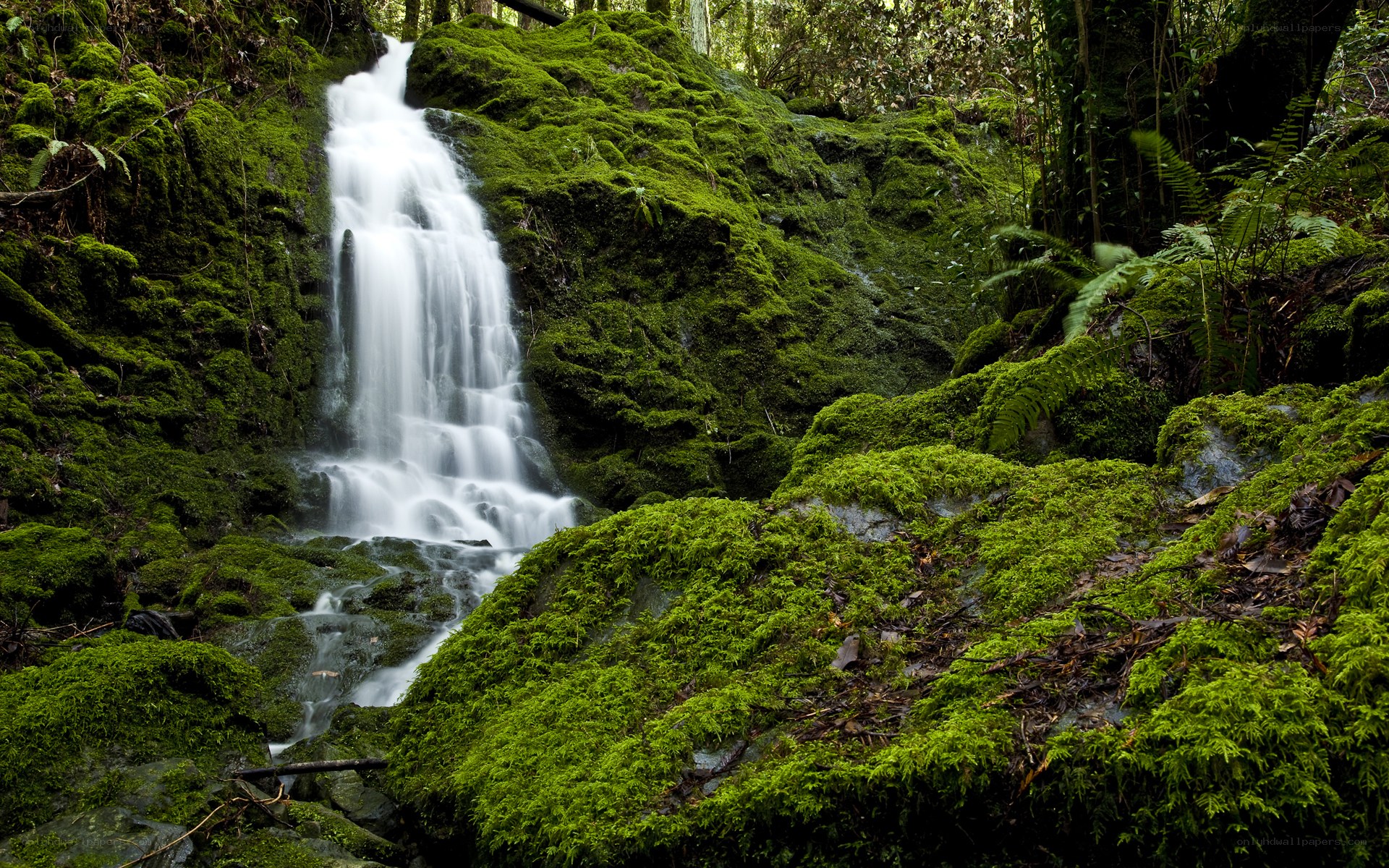 Mossy waterfall in forest