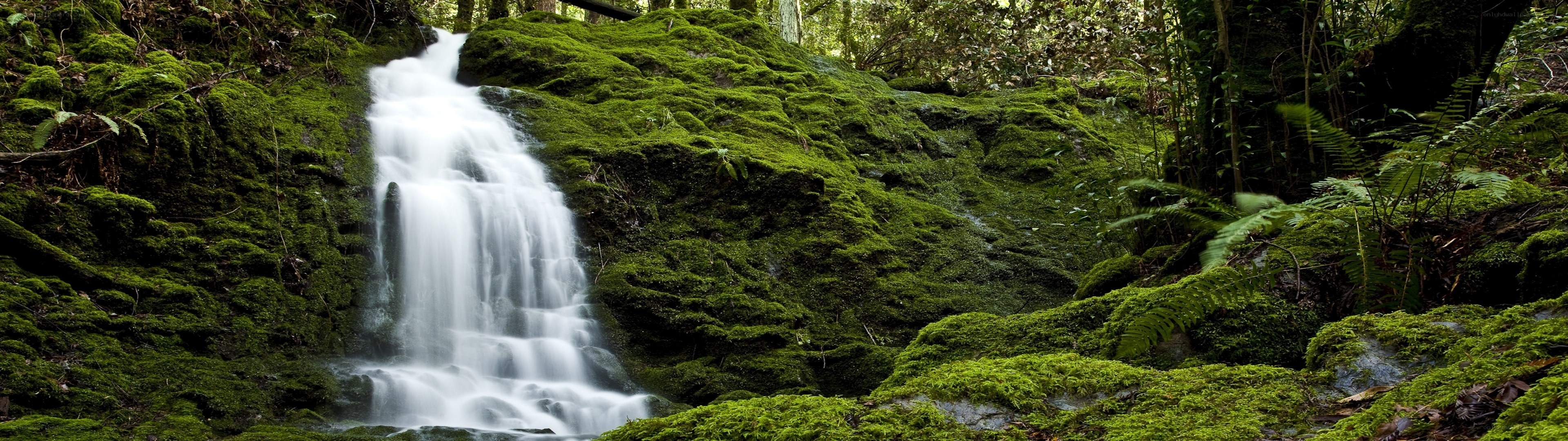 Mossy waterfall in forest
