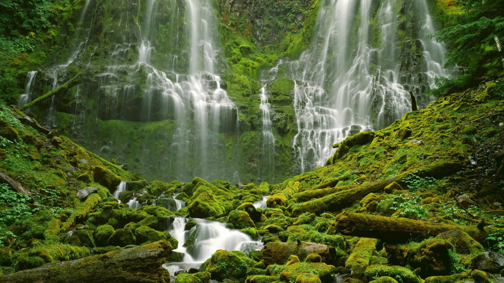 Mossy waterfall in forest