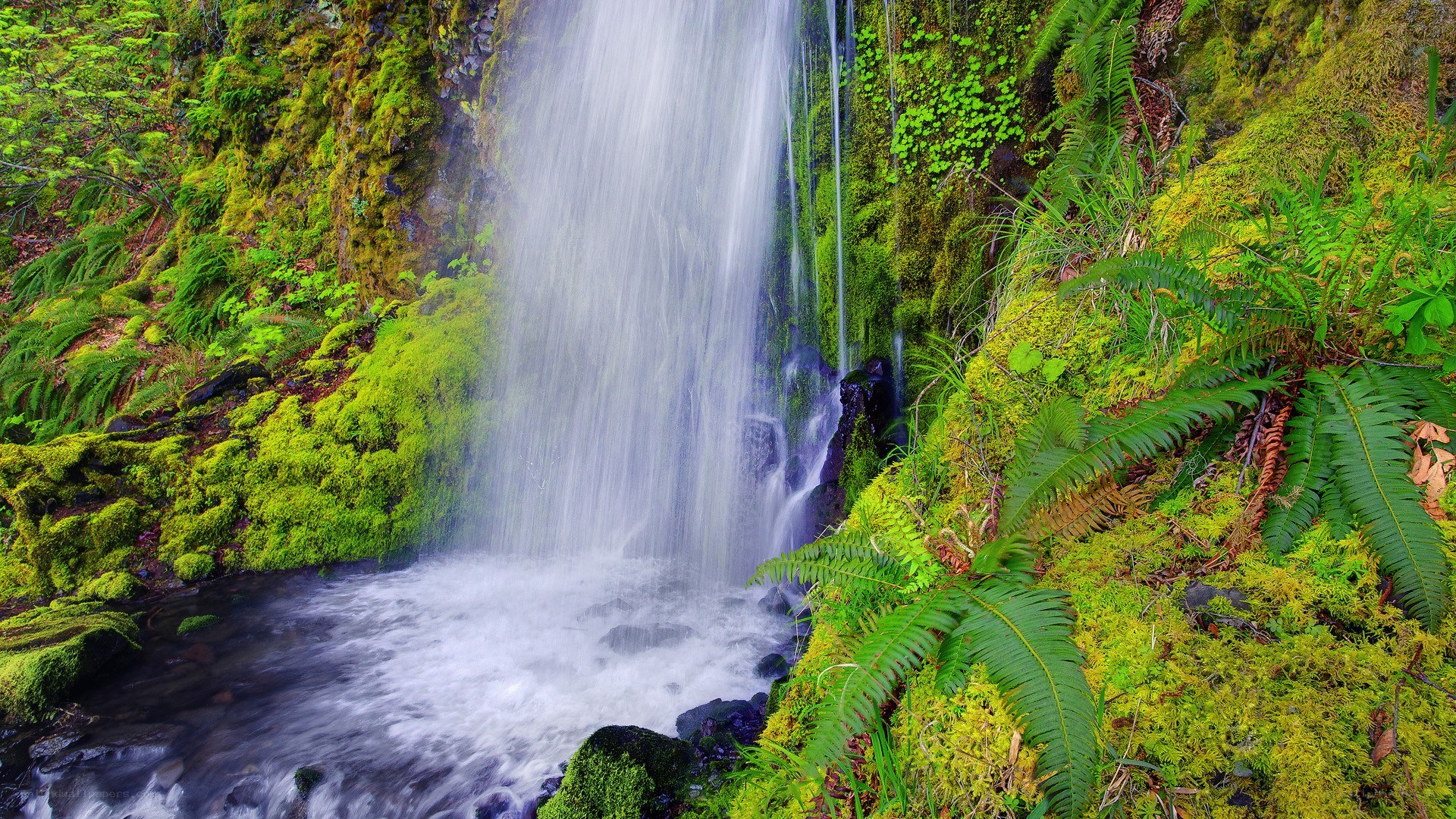 Mossy waterfall in forest