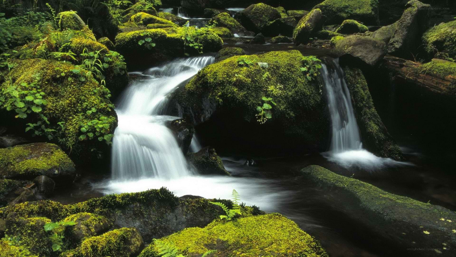 Mossy waterfall in forest