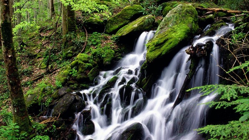 Mossy waterfall in forest