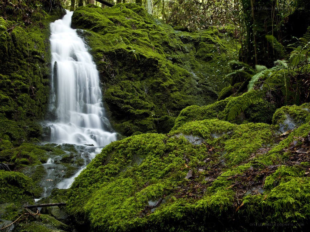 Mossy waterfall in forest