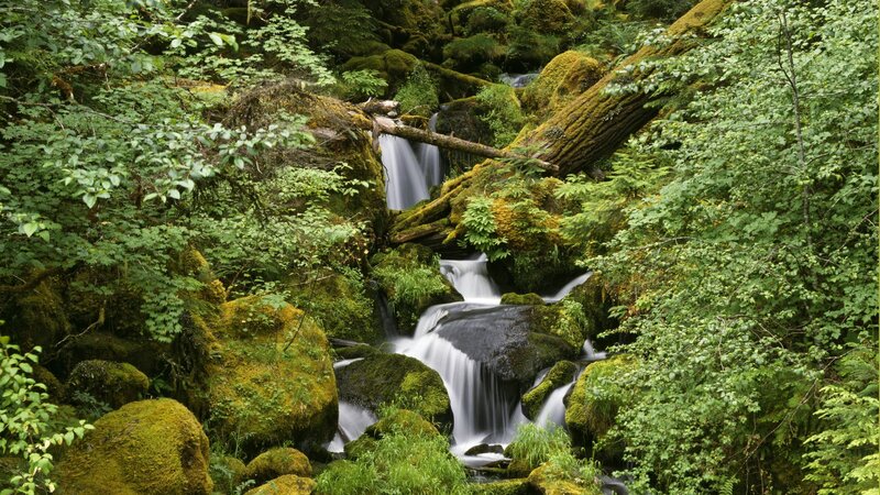 Mossy Waterfall in Forest — Green, Serene, Afternoon, Photograph, Stream, Rocks, Trees