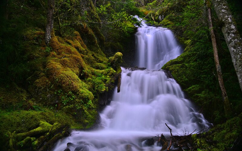 Mossy Waterfall in Forest — Green, Serene, Photograph, Trees