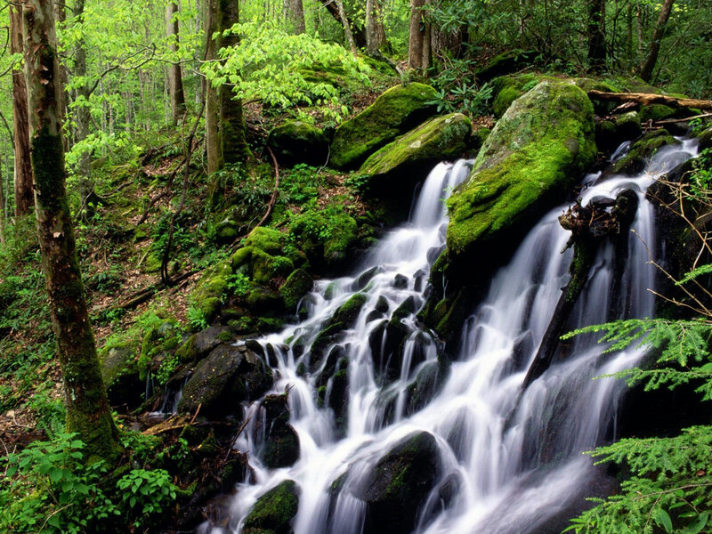 Mossy Waterfall in Forest — Green, Serene, Spring