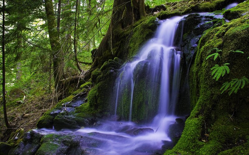 Mossy Waterfall in Forest — Green, Serene