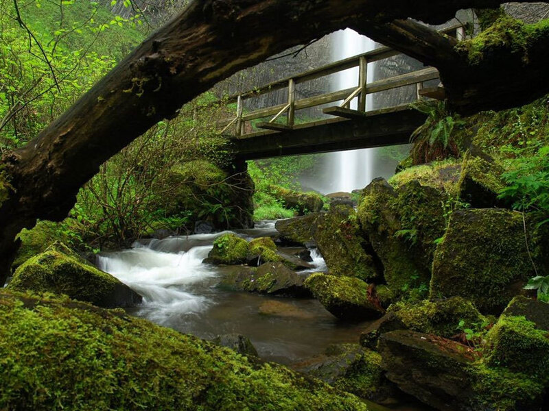 Mossy Waterfall with Bridge