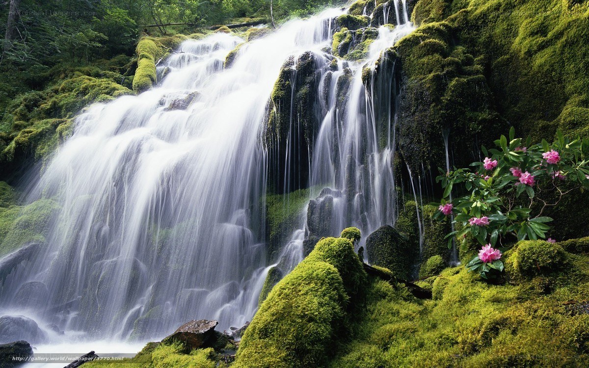 Mossy waterfall with pink flowers