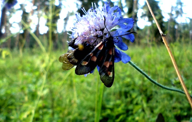 Moth and Bee on Flower