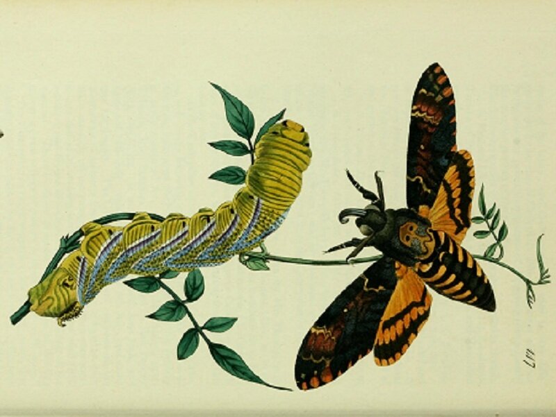Moth and caterpillar illustration