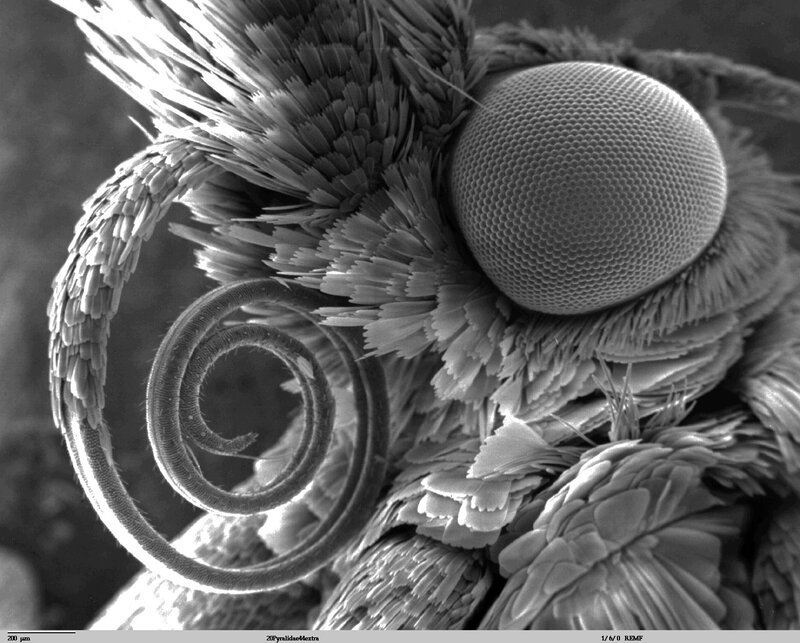 Moth Compound Eye