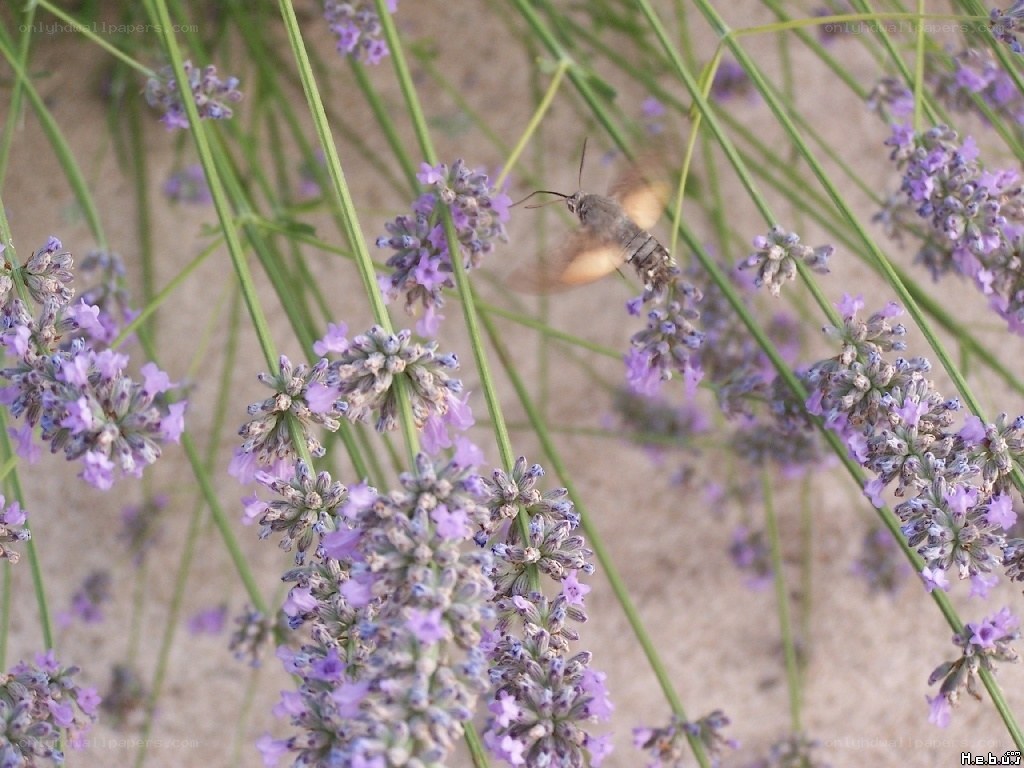 Moth feeding on lavender flowers