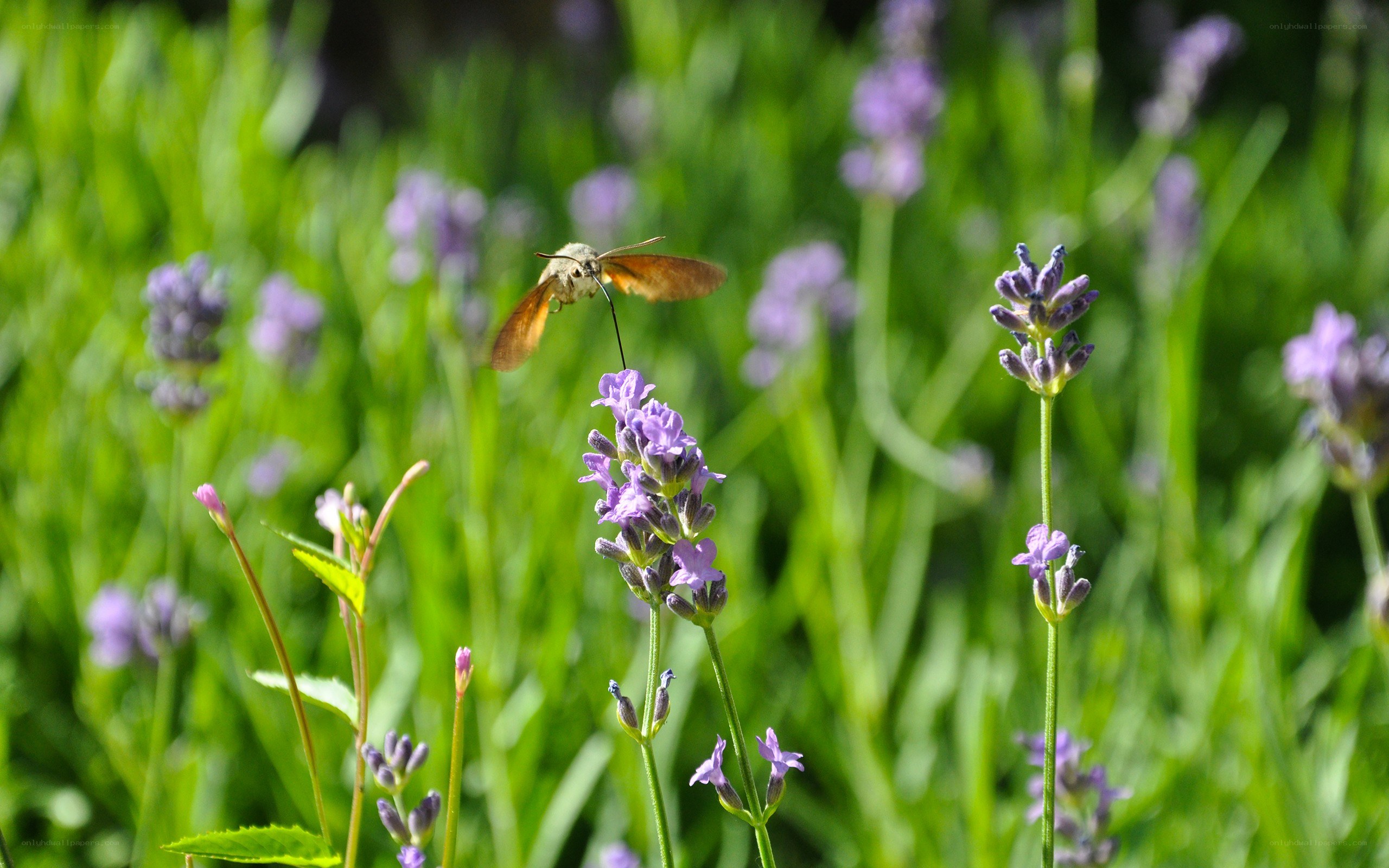 Moth feeding on lavender