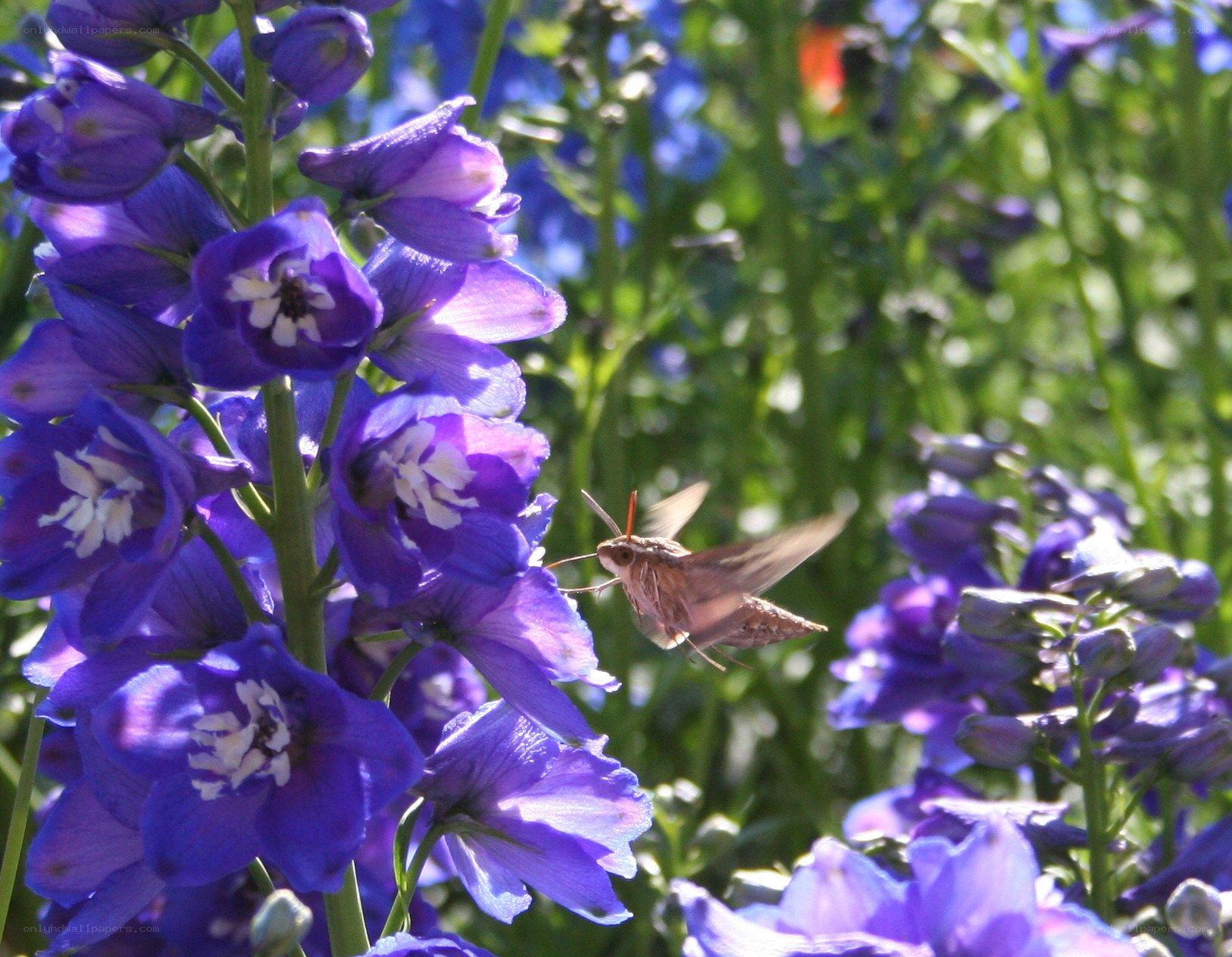 Moth feeding on purple flowers