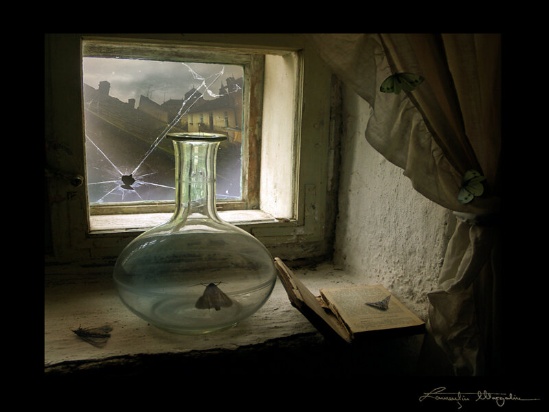 Moth in a glass bottle