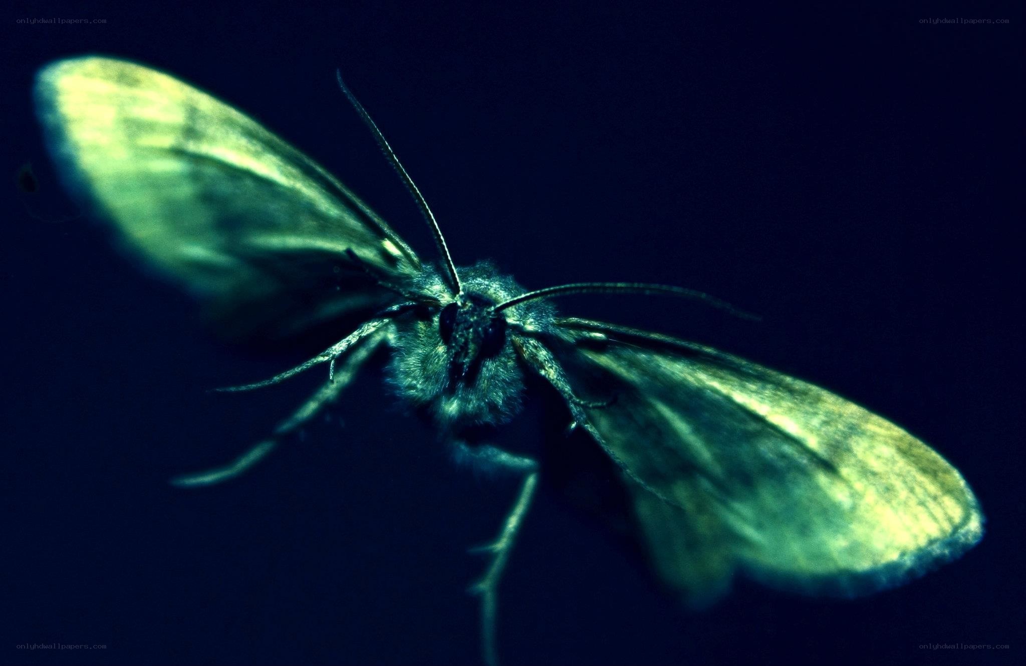 moth in dark light