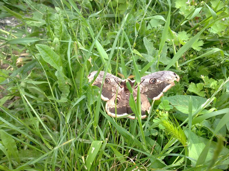 moth in green grass