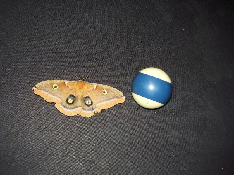 Moth next to a pool ball