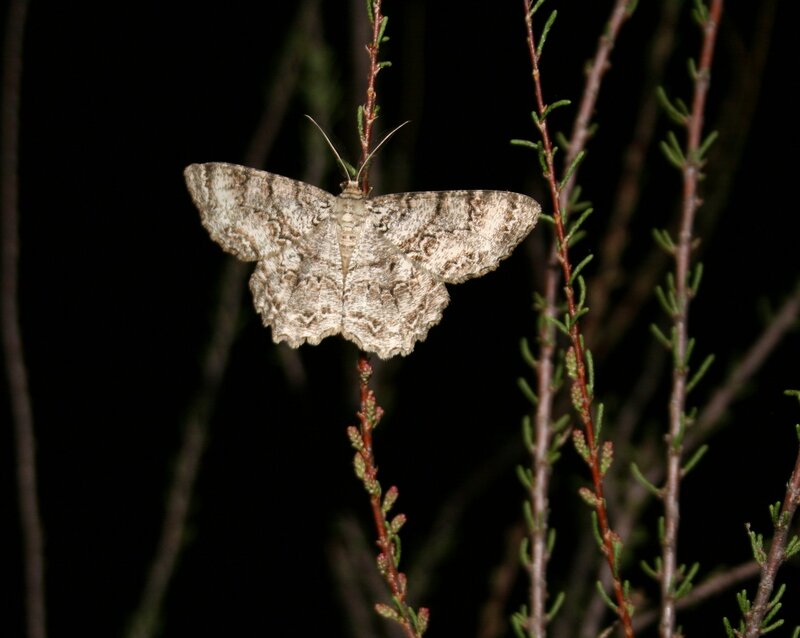 Moth on a Branch