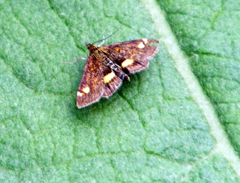 moth on a green leaf