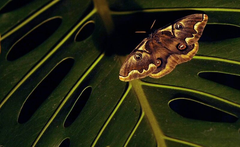 Moth on a leaf