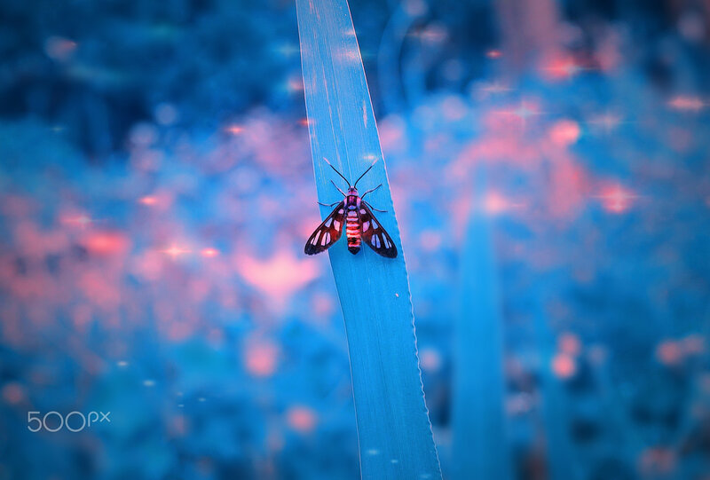 Moth on a Leaf — Blue