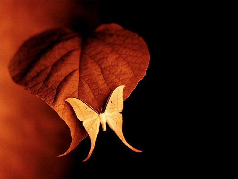 Moth on a Leaf — Brown