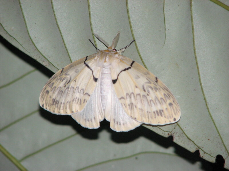 moth on a leaf