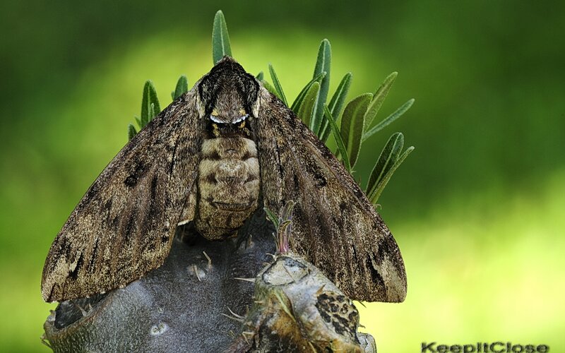 moth on a plant stem